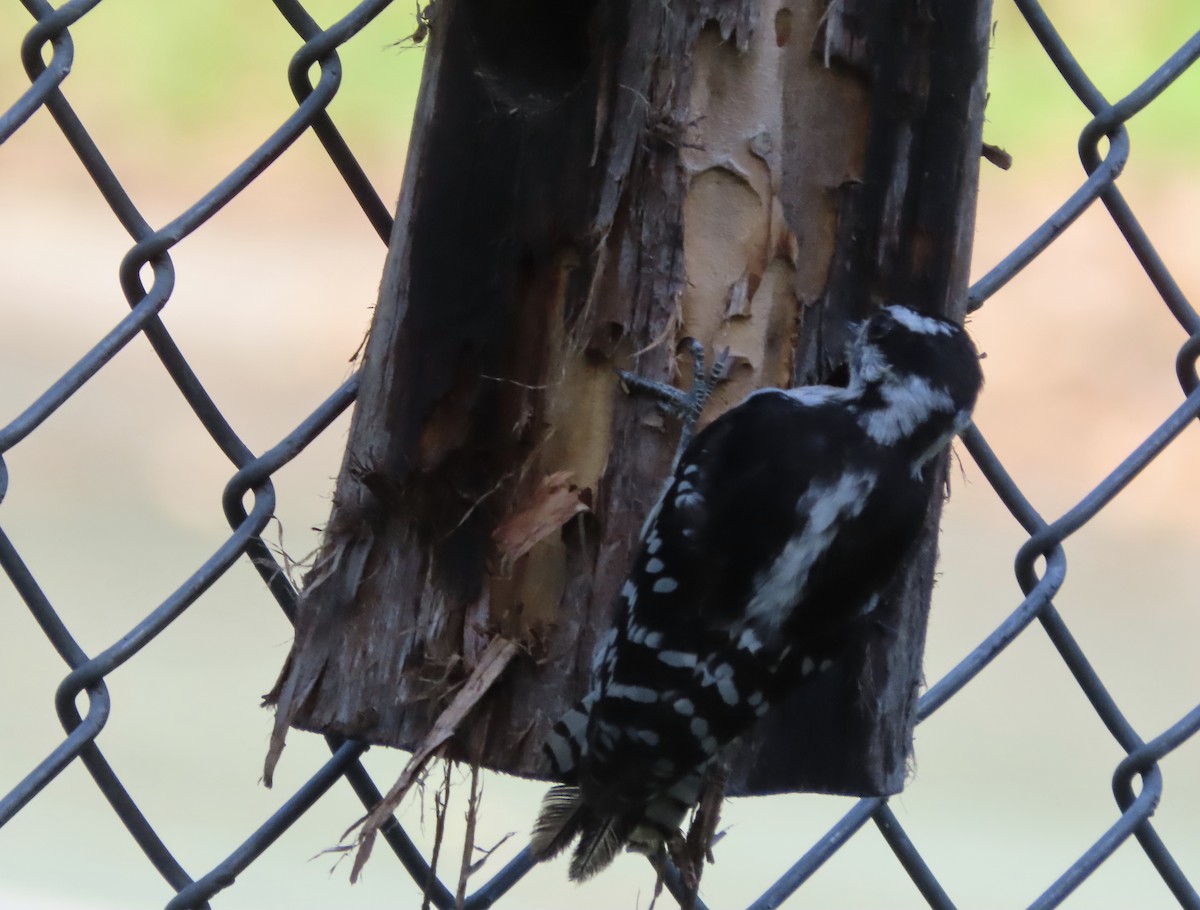 Downy Woodpecker - ML638967605