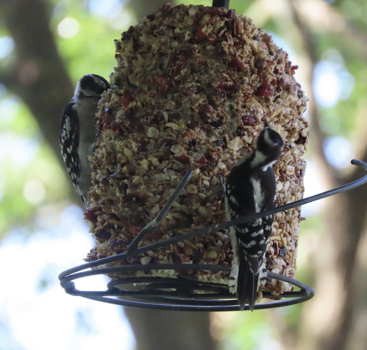 Downy Woodpecker - ML638967606