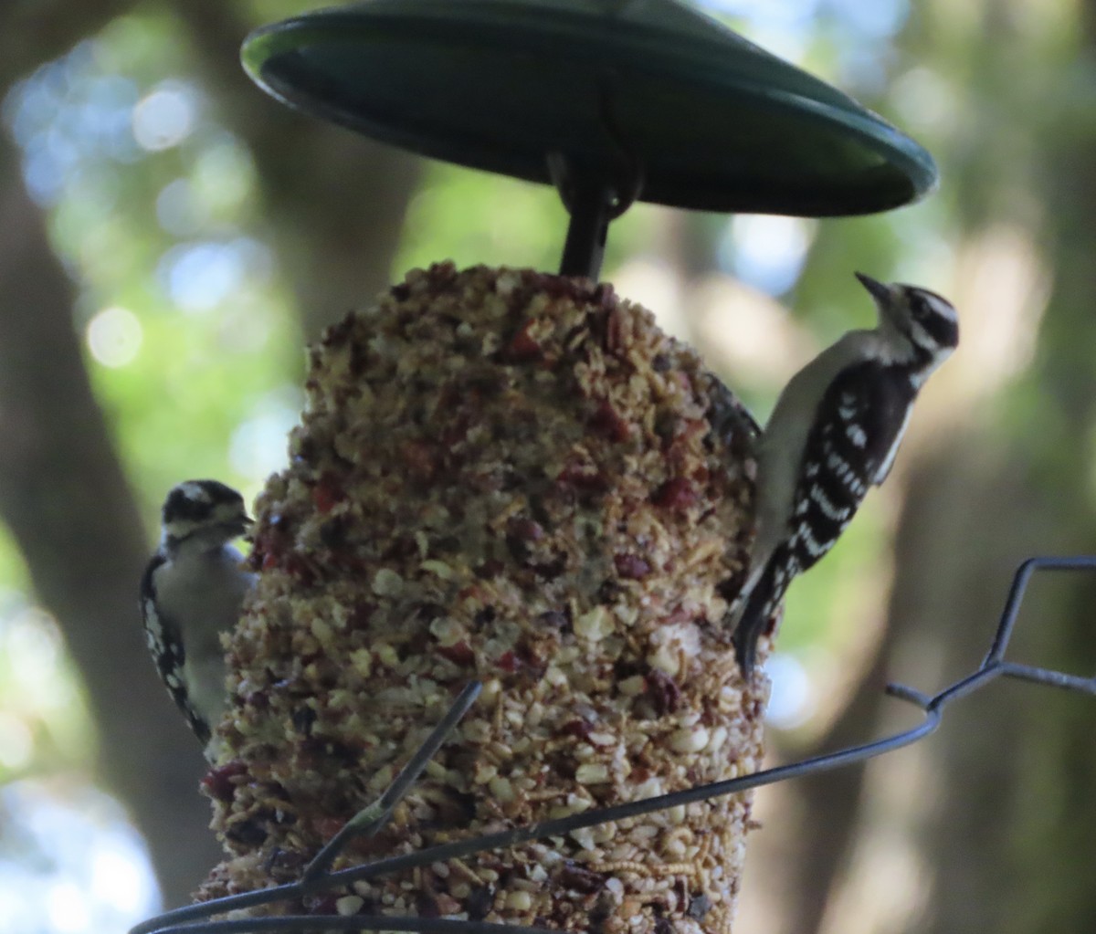 Downy Woodpecker - ML638967607
