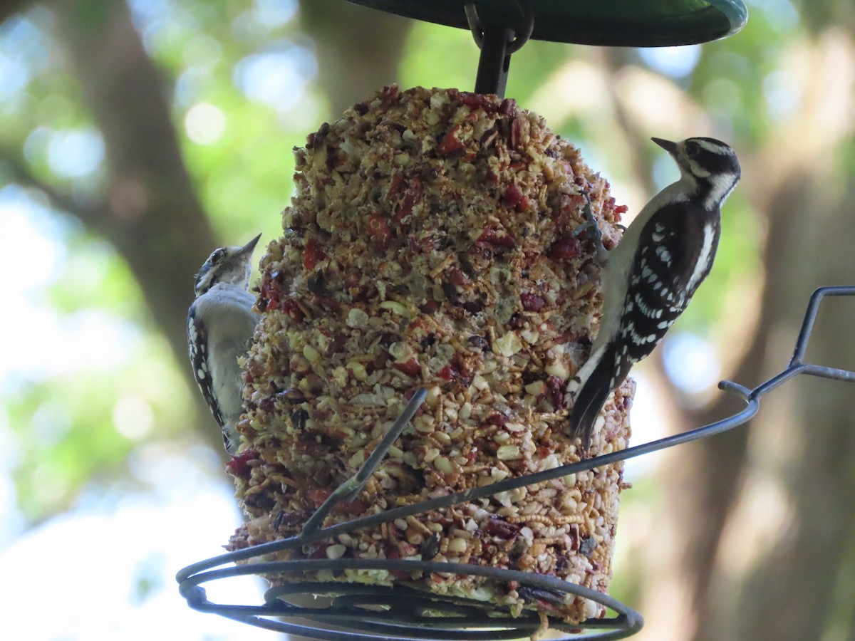 Downy Woodpecker - ML638967608
