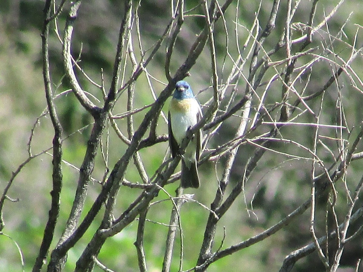 Lazuli Bunting - ML638967610