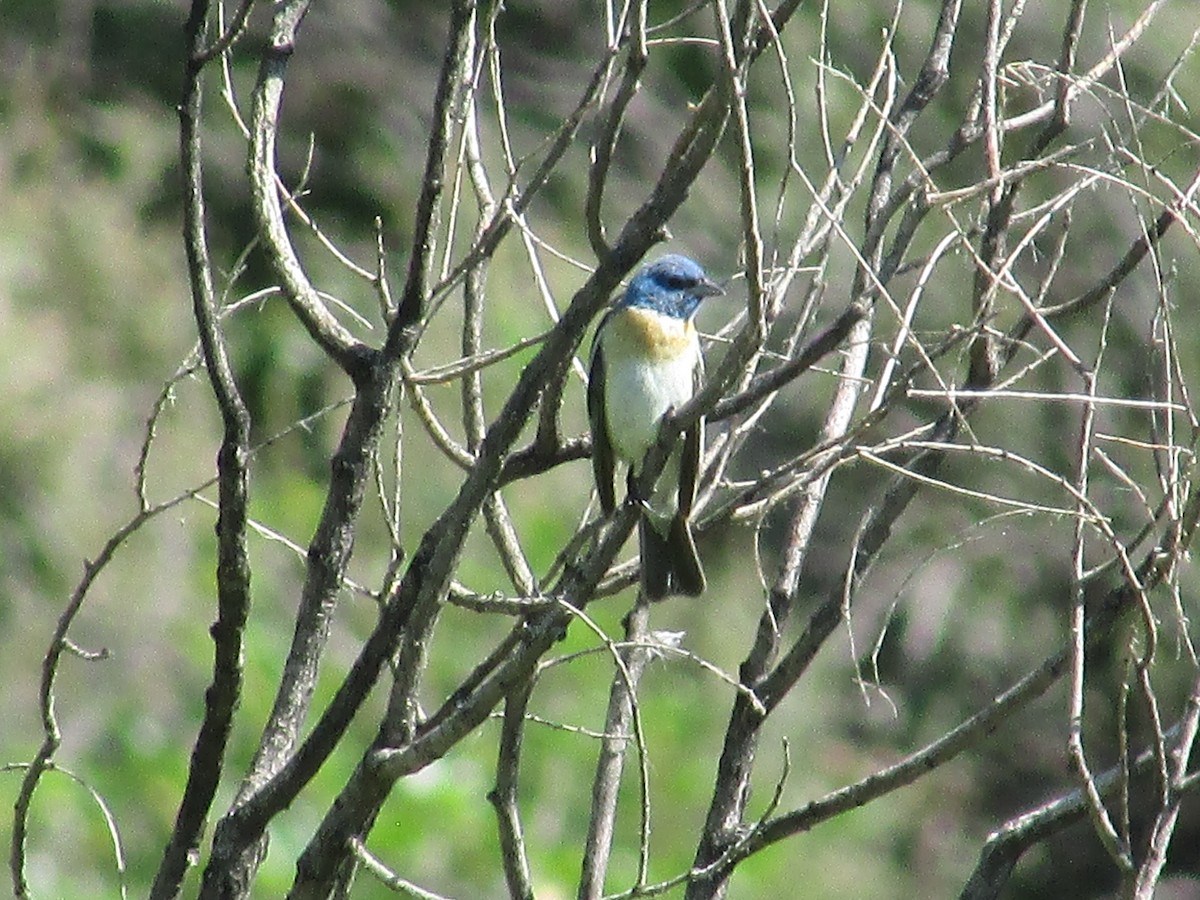 Lazuli Bunting - ML638967611