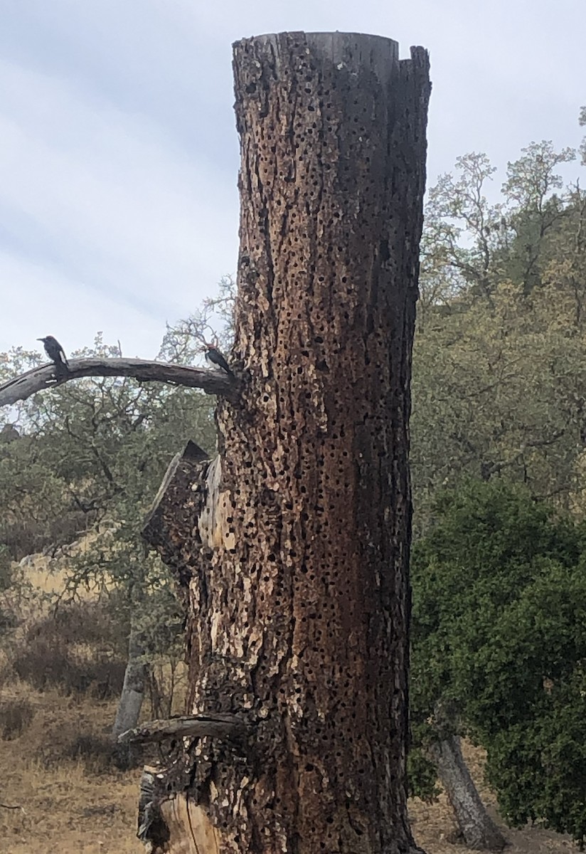 Acorn Woodpecker - ML638967612