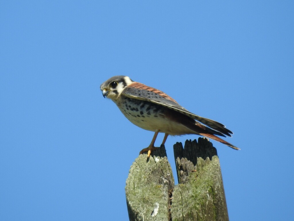 American Kestrel - ML638967614