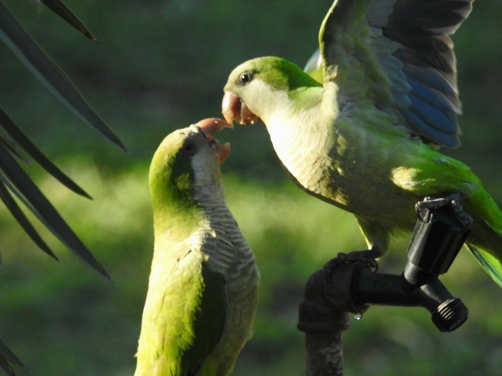 Monk Parakeet - ML638967620