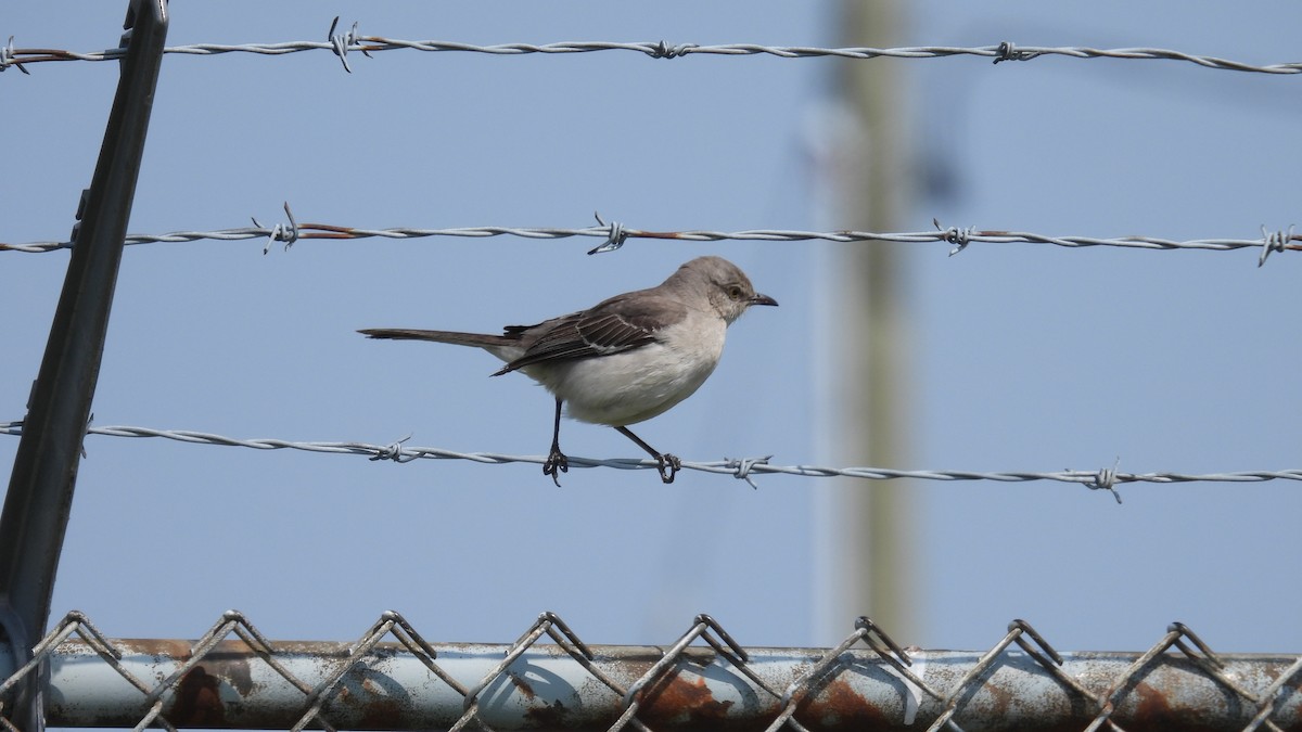 Northern Mockingbird - ML638967621