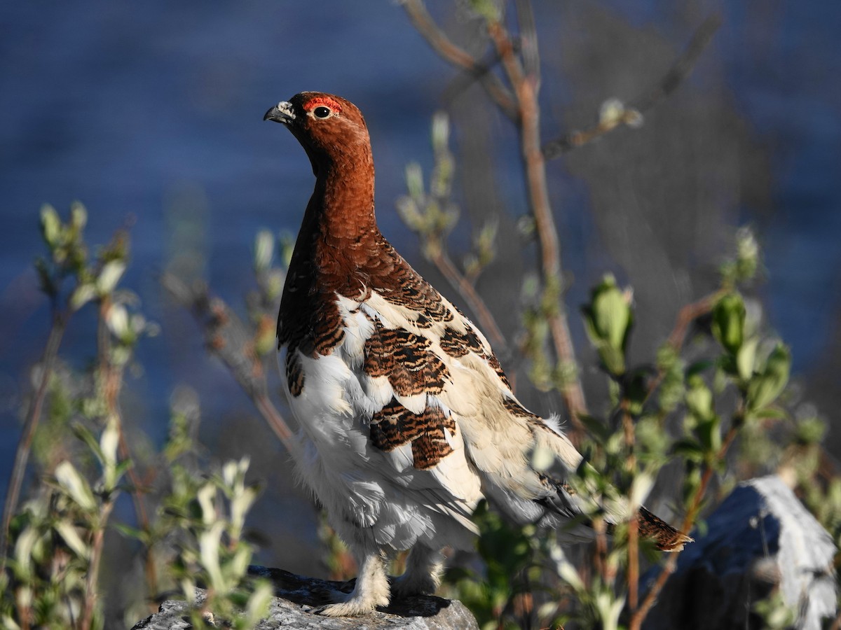 Willow Ptarmigan - ML638967622