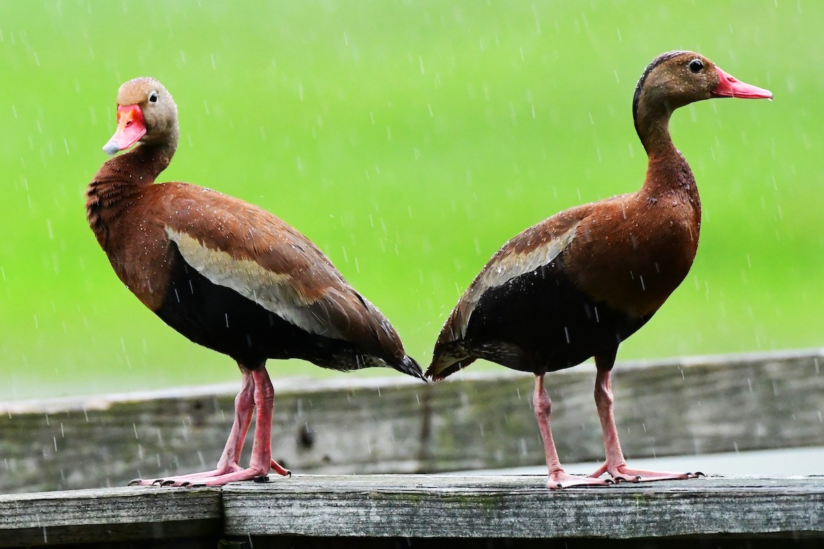 Black-bellied Whistling-Duck - ML638967623
