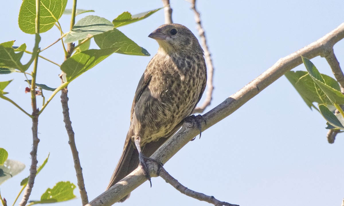 Brown-headed Cowbird - ML638967628