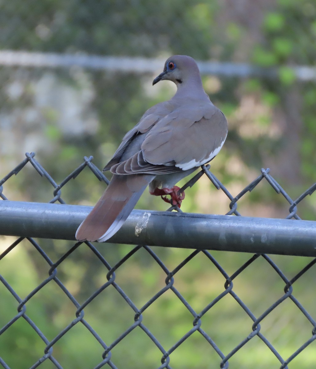 White-winged Dove - ML638967629
