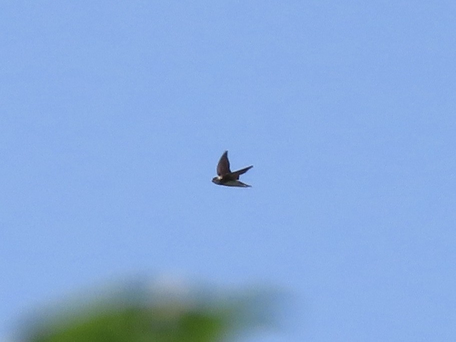Bank Swallow - ML638967632