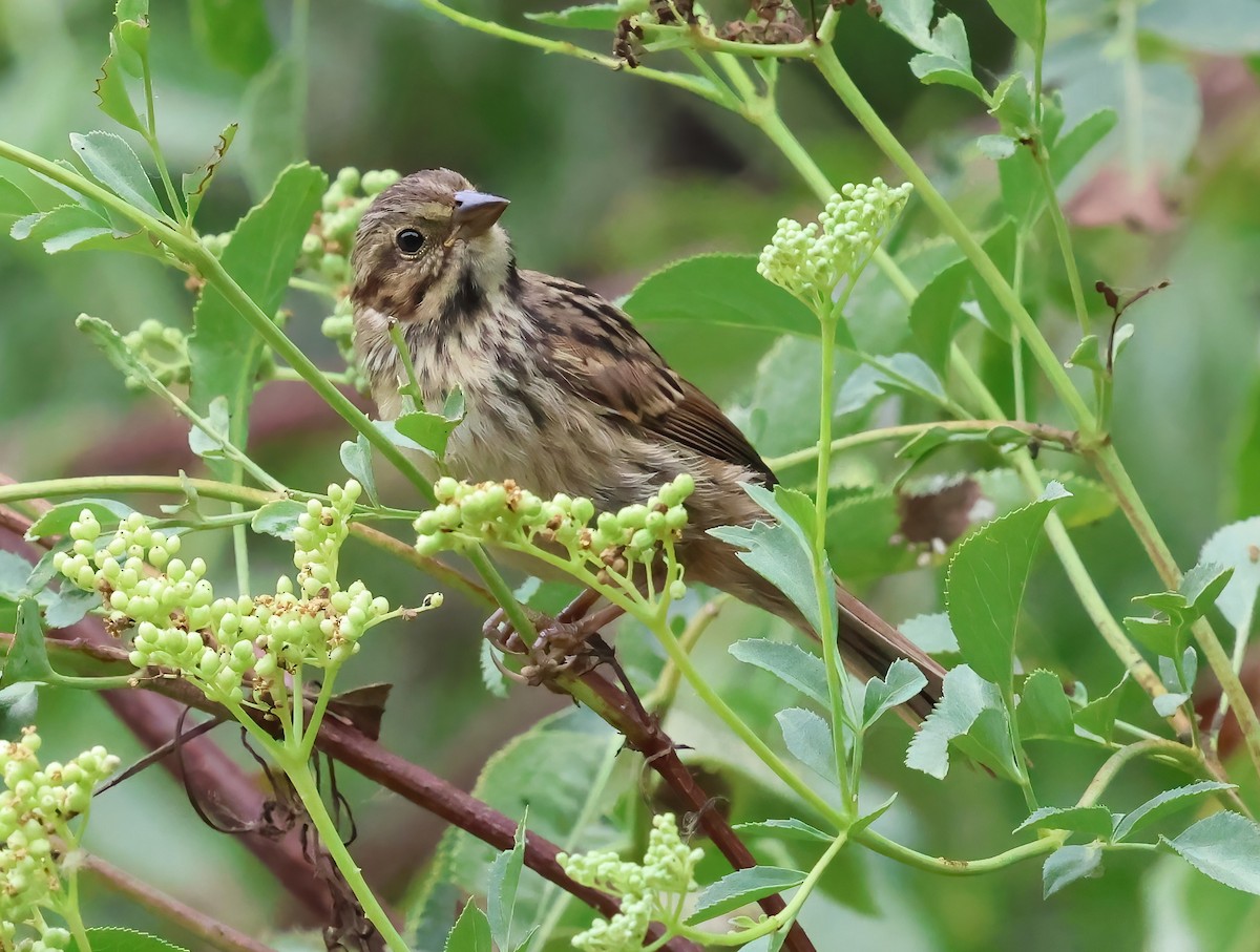 Song Sparrow - ML638967635