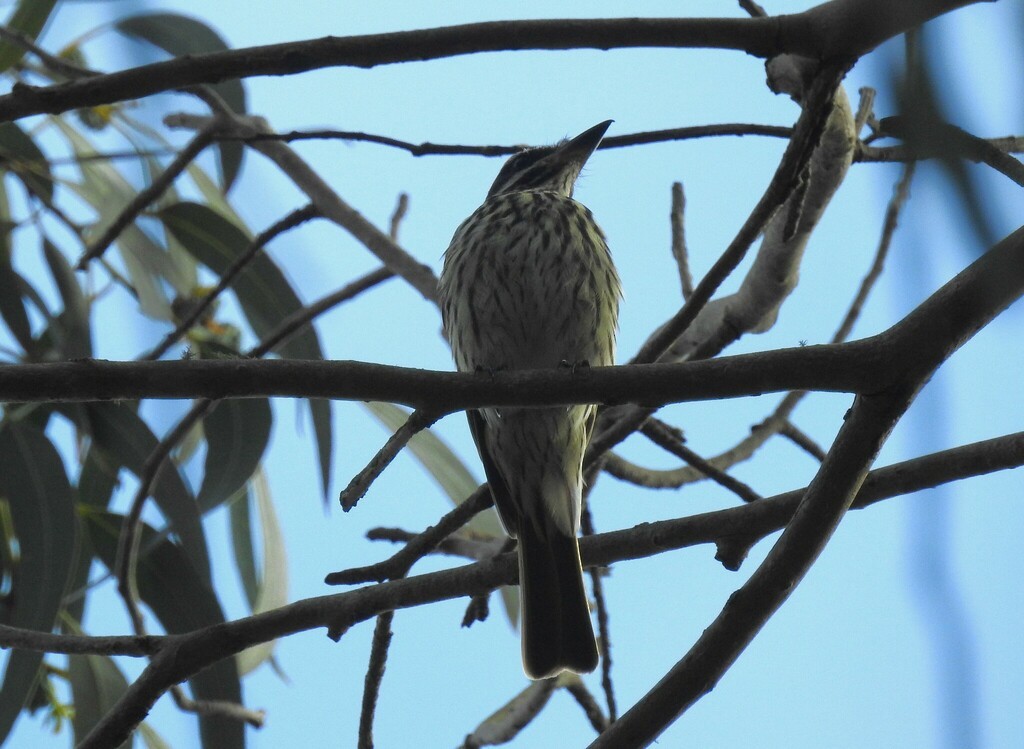 Streaked Flycatcher - ML638967636