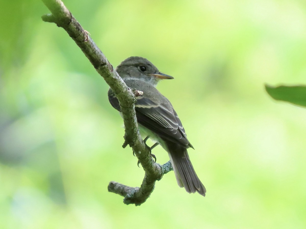 Eastern Wood-Pewee - ML638967641