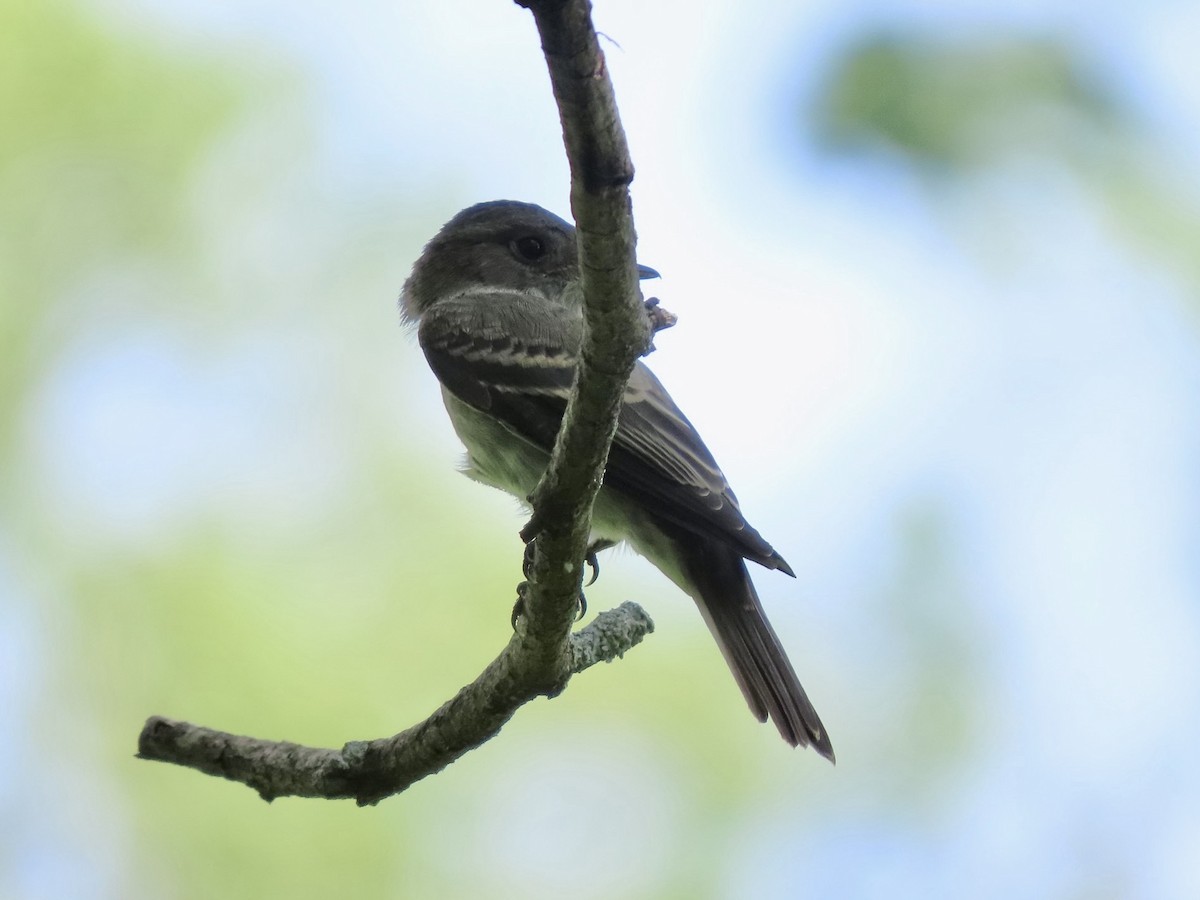 Eastern Wood-Pewee - ML638967642