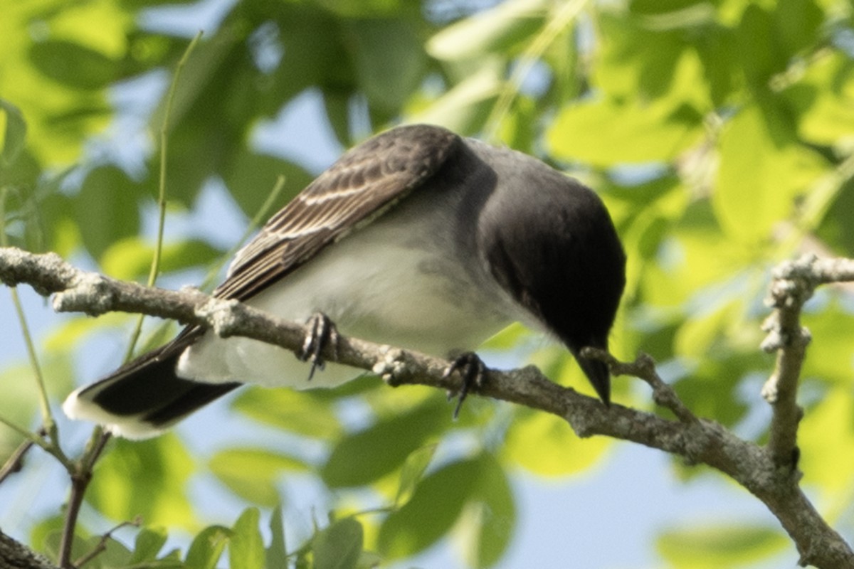 Eastern Kingbird - ML638967646