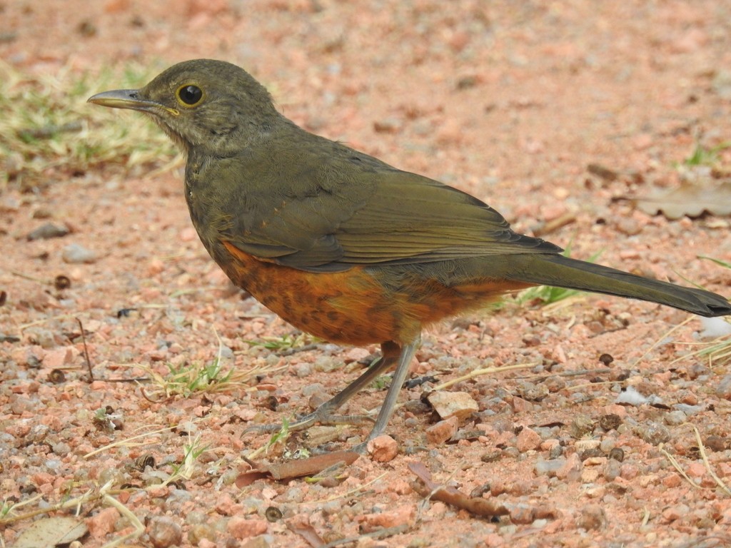 Rufous-bellied Thrush - ML638967649
