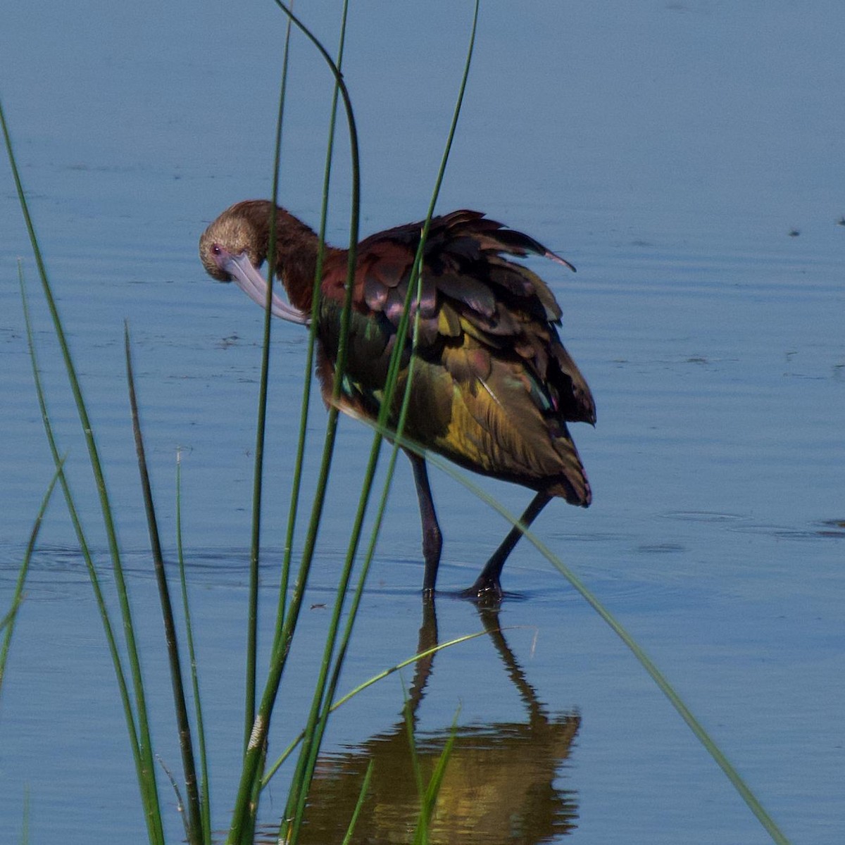White-faced Ibis - ML638967651