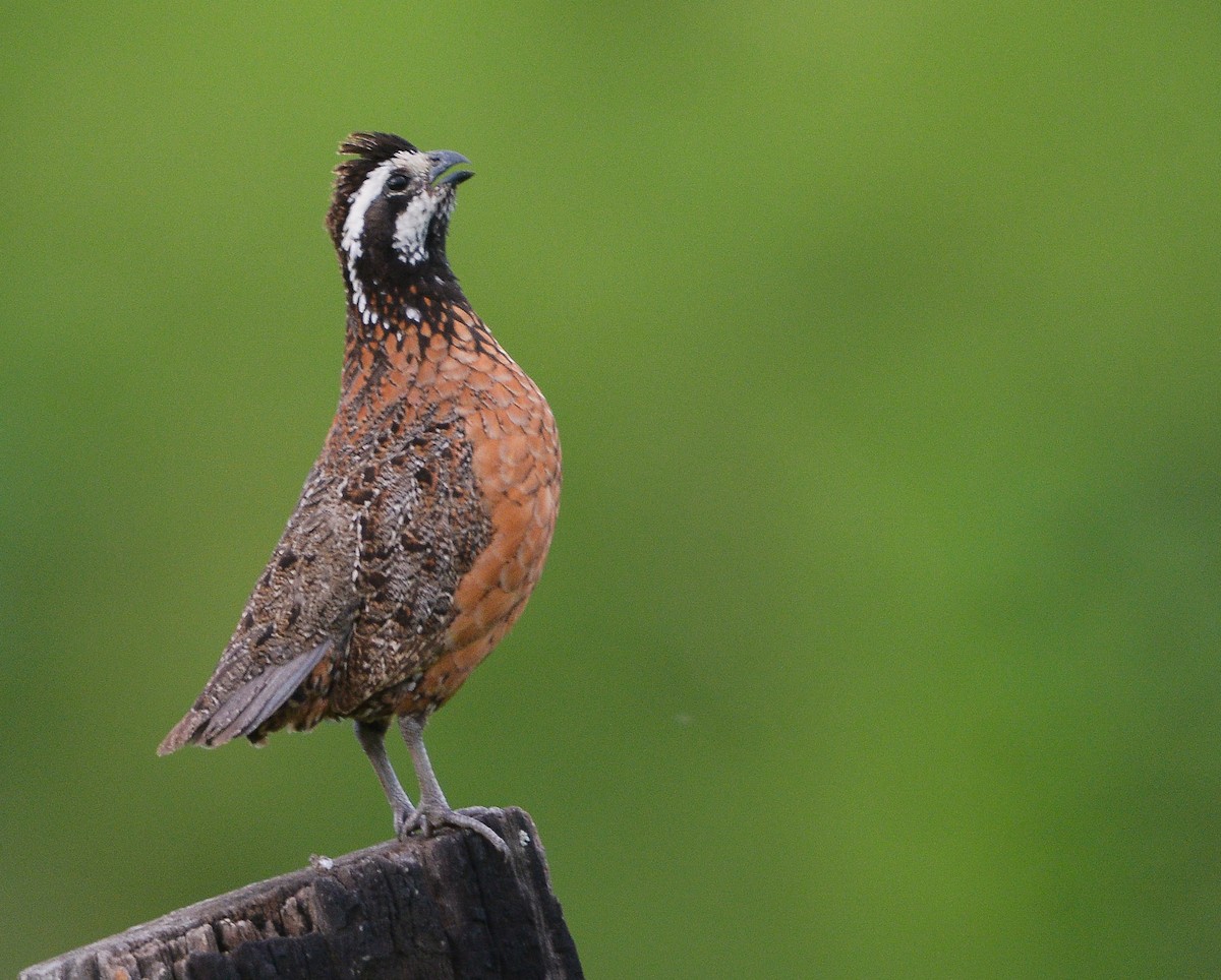 Northern Bobwhite (pectoralis Group) - ML638967654