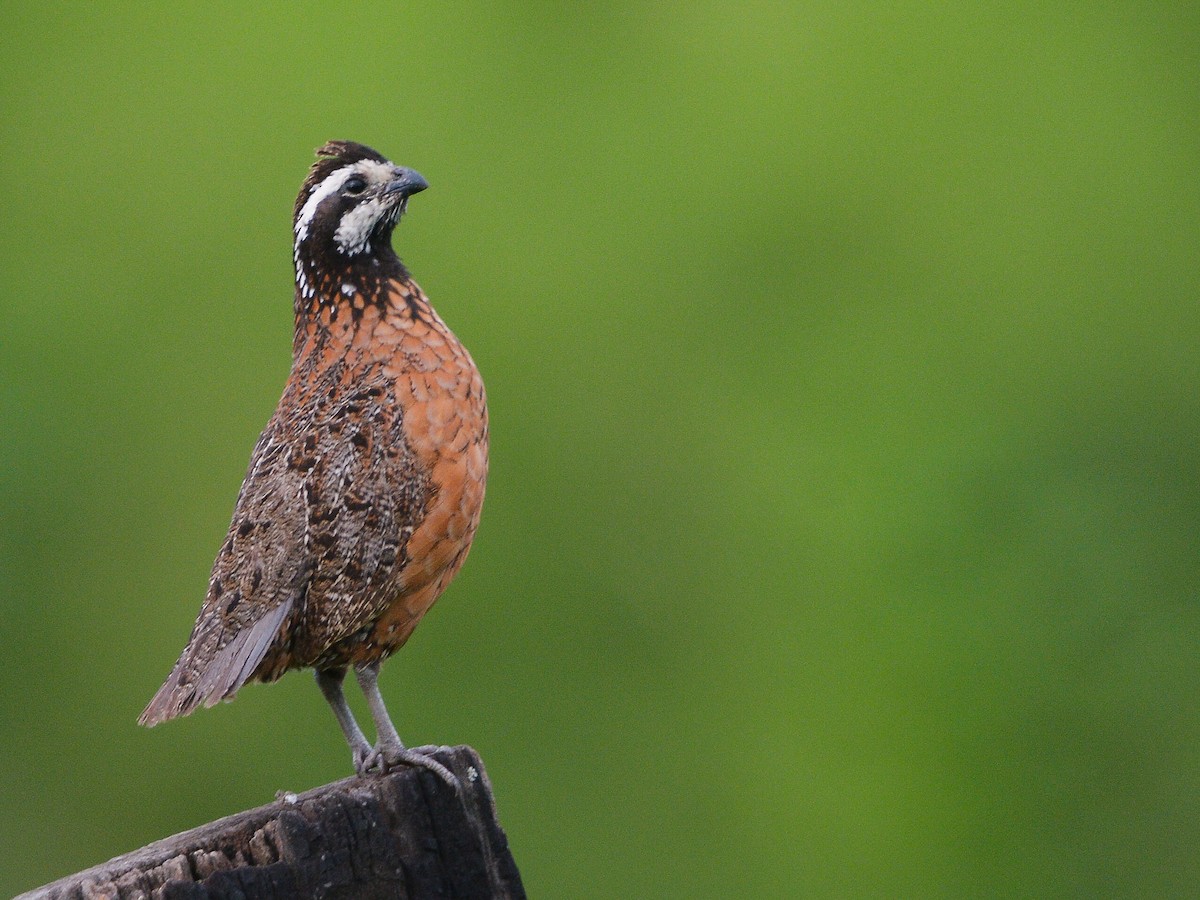 Northern Bobwhite (pectoralis Group) - ML638967662