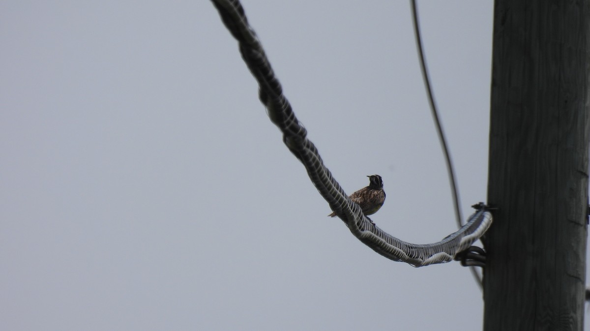 Eastern Meadowlark - ML638967685