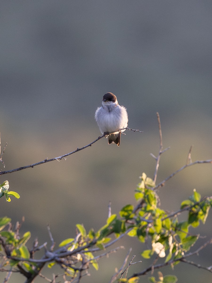 Violet-green Swallow - ML638967696