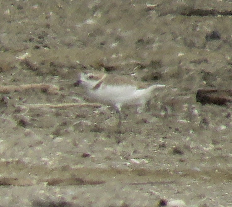 Snowy Plover - ML638967714