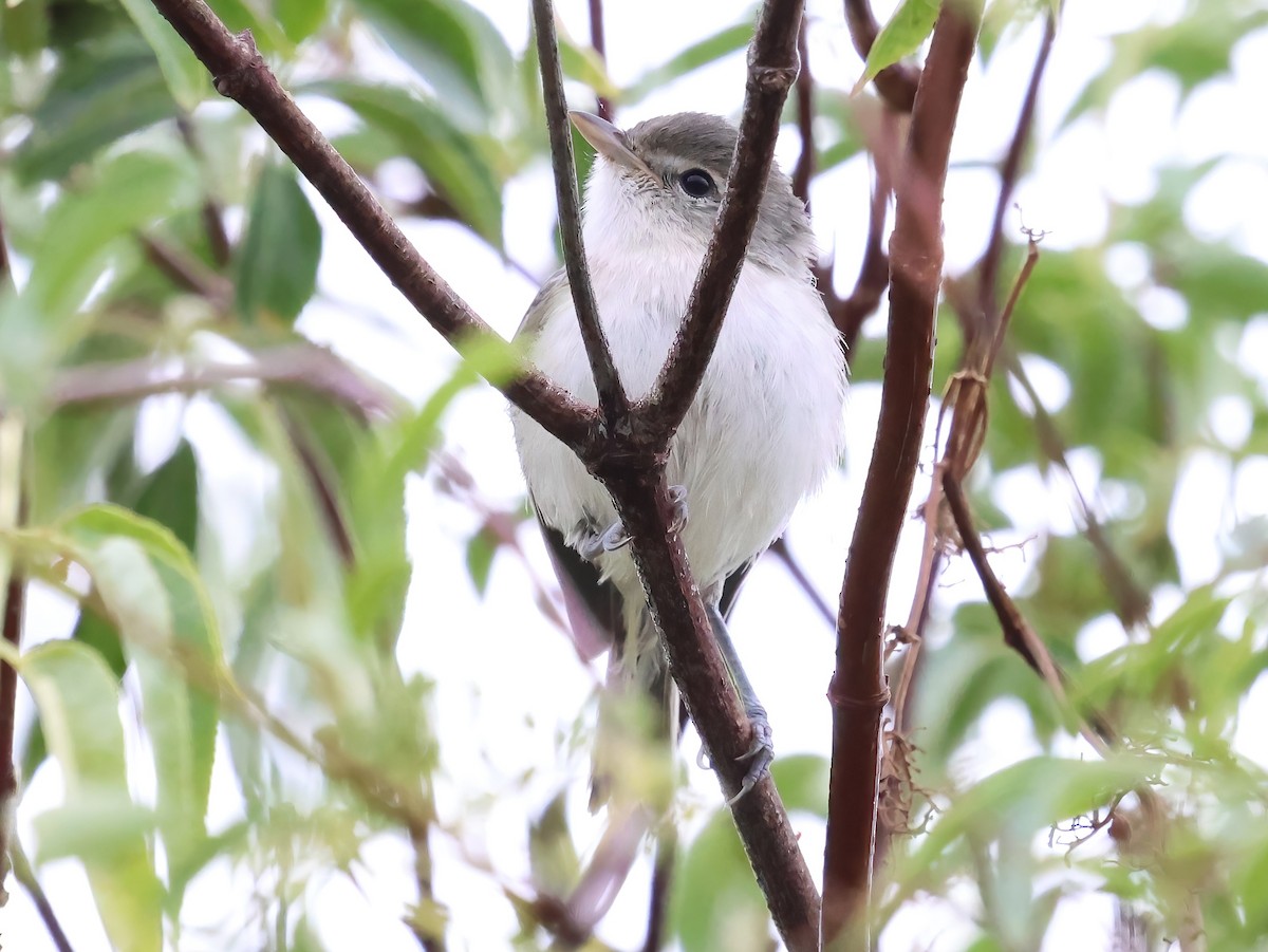 krattvireo - ML638967729