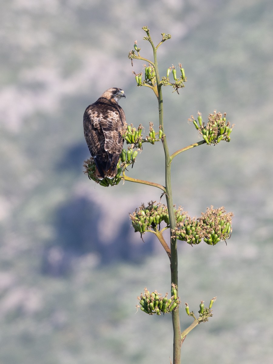 Red-tailed Hawk - ML638967734