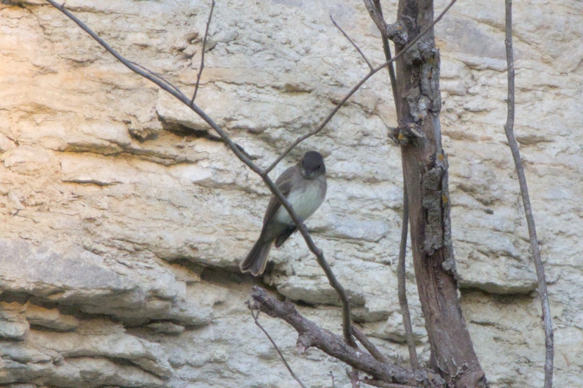 Eastern Phoebe - ML638967738