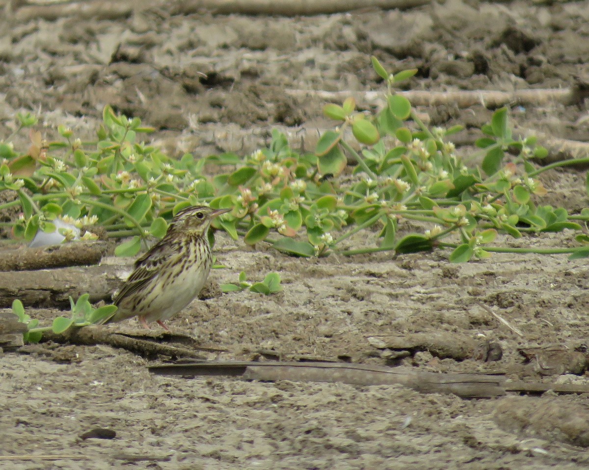 Peruvian Pipit - ML638967745