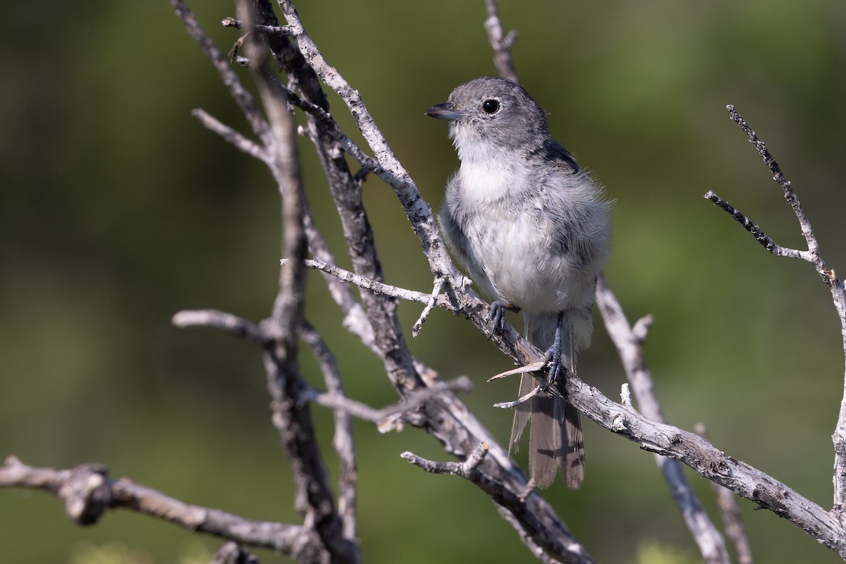 Gray Vireo - ML638967747