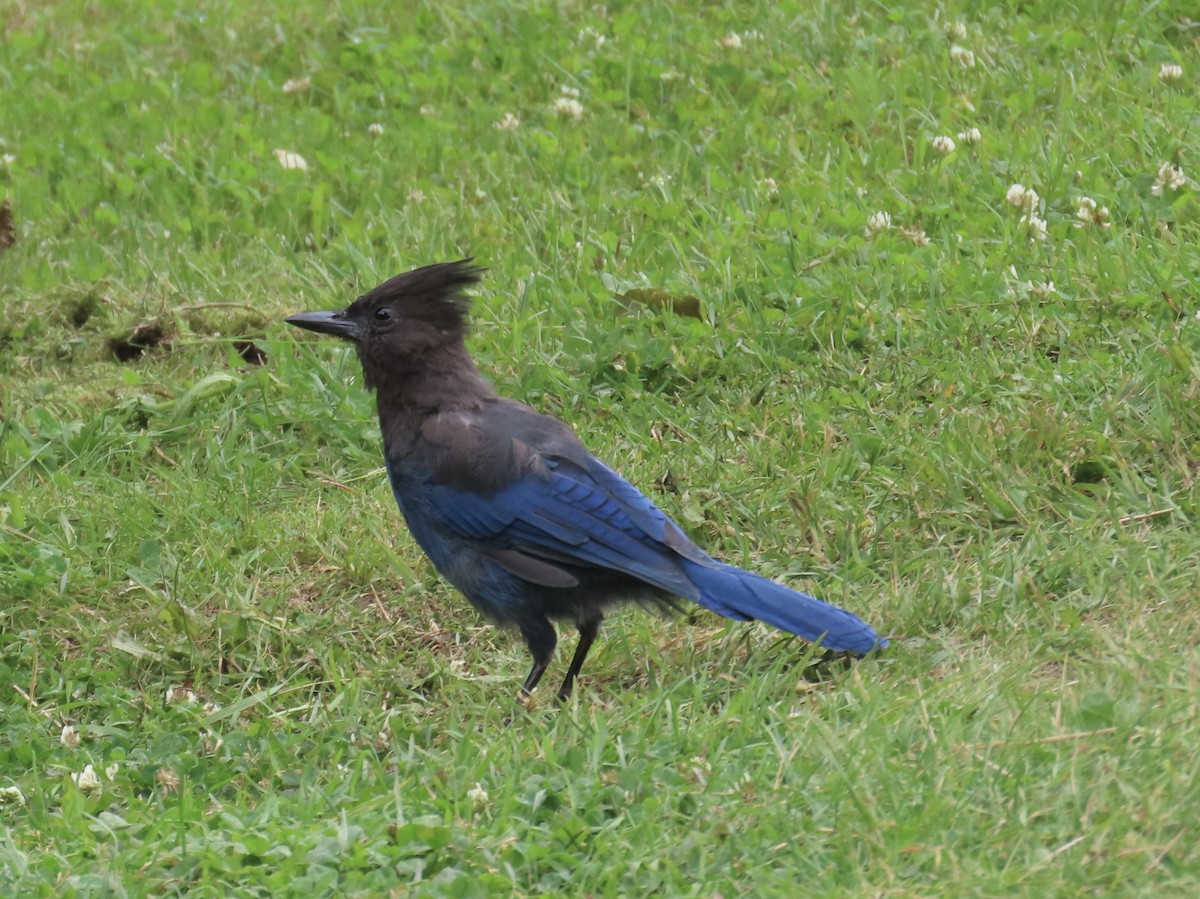 Steller's Jay - ML638967762