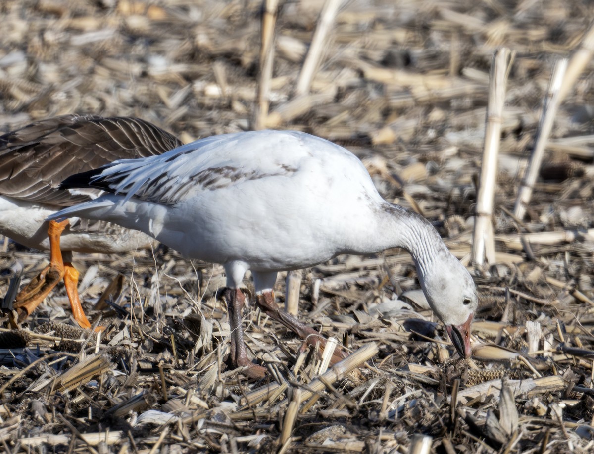 Snow Goose - ML638967810