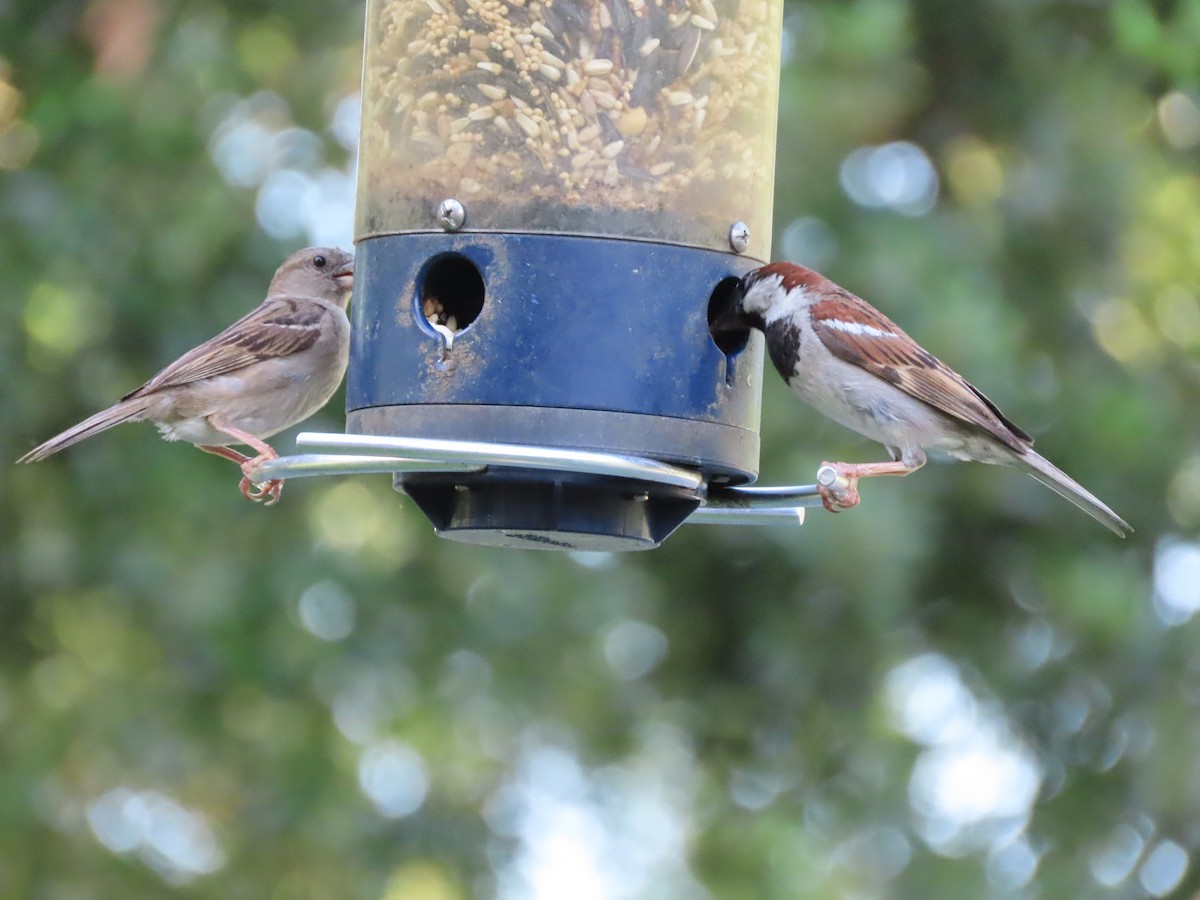 House Sparrow - ML638967843