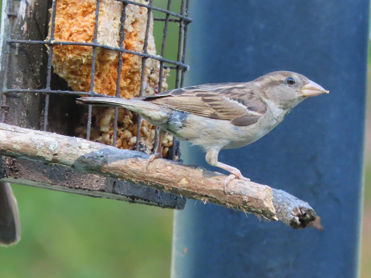 House Sparrow - ML638967844