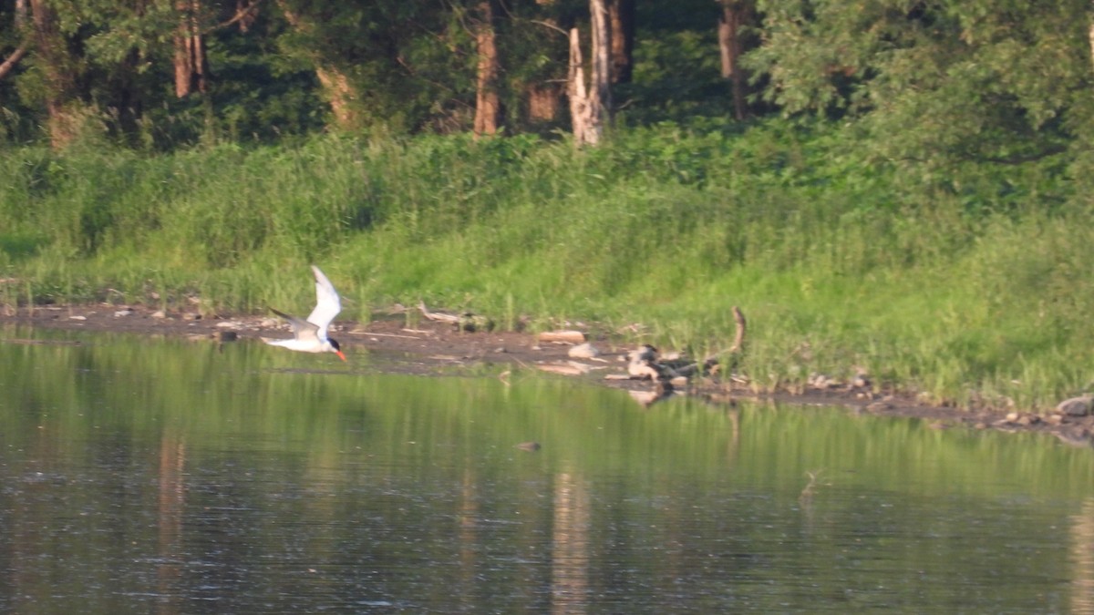 Caspian Tern - ML638967848