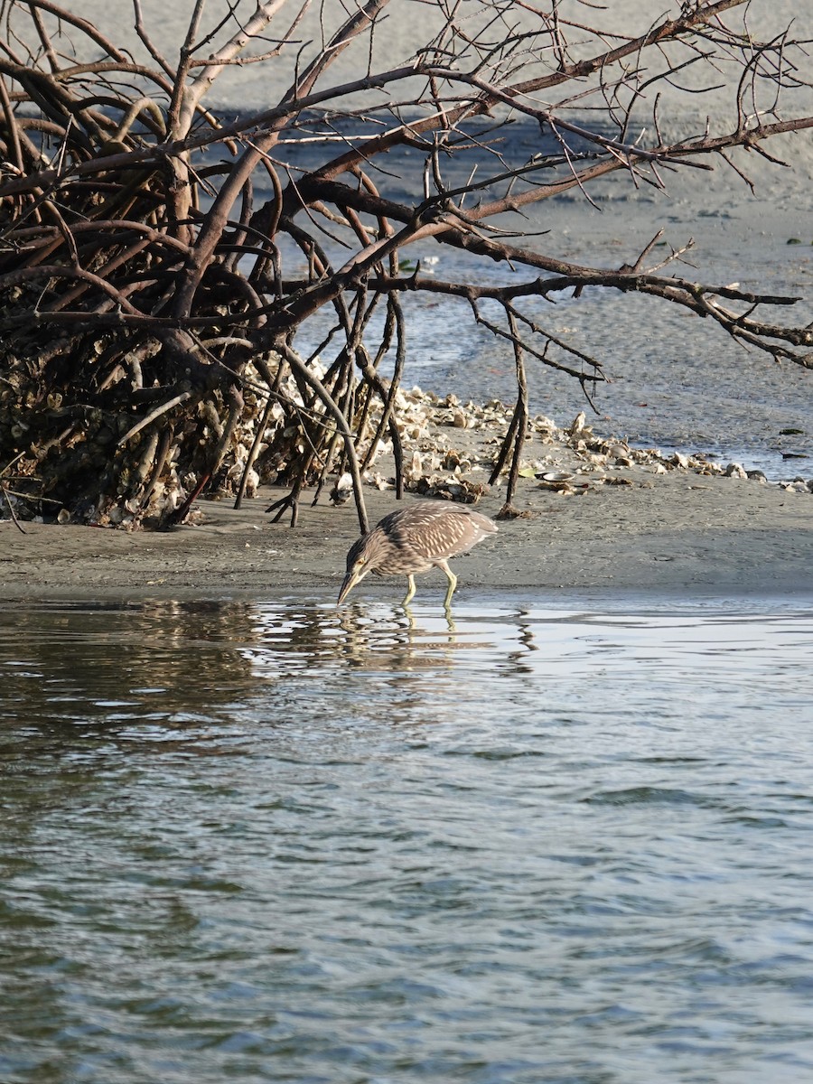 Black-crowned Night Heron - ML638967851