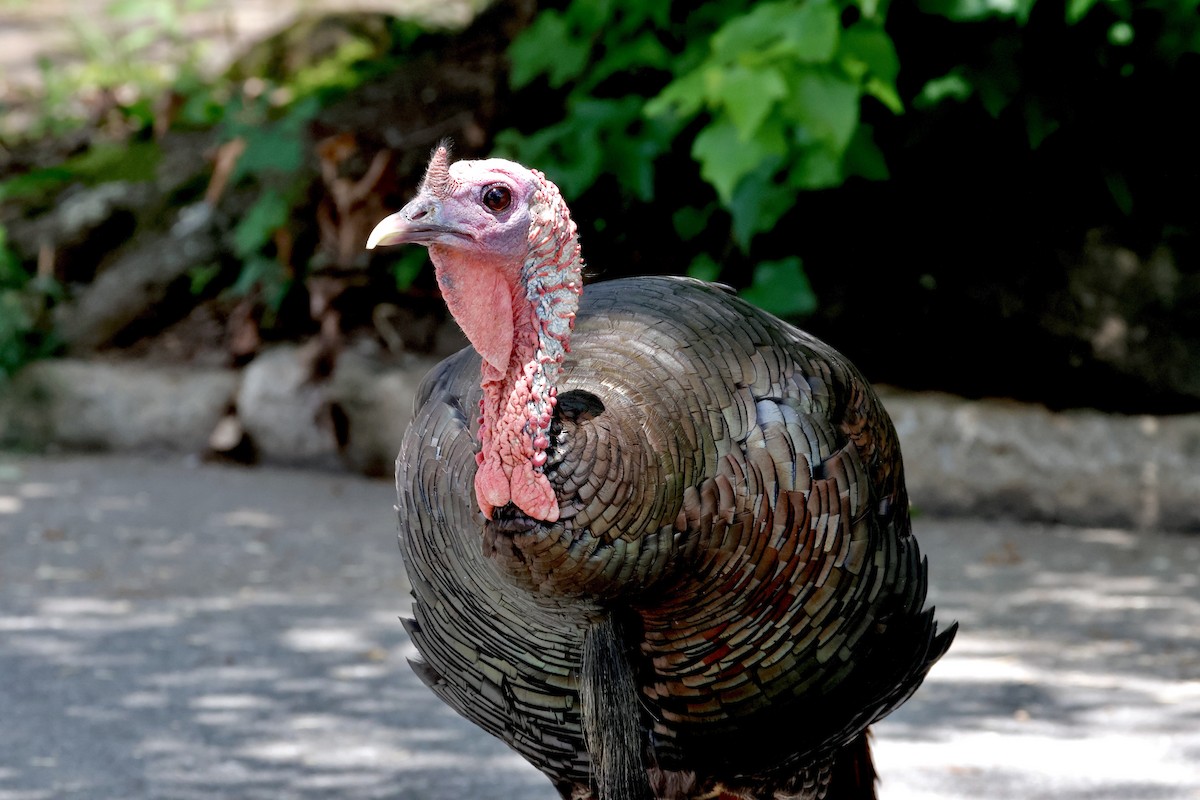 Wild Turkey - ML638967855