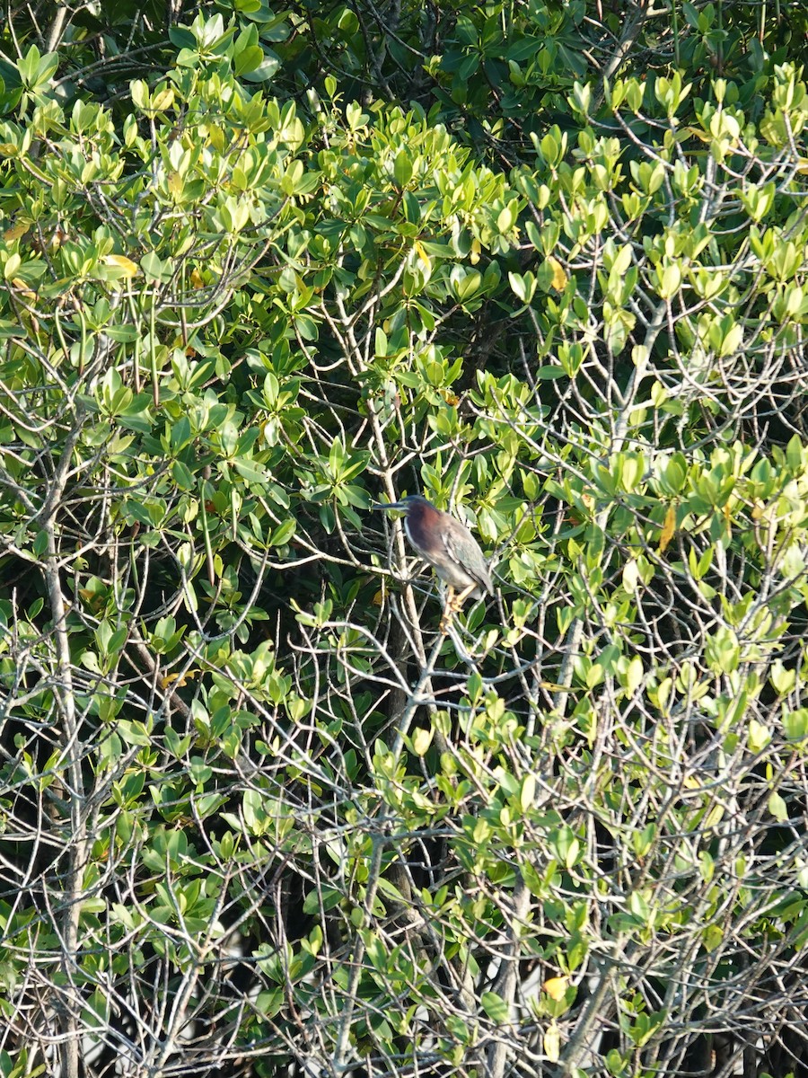 Green Heron - ML638967856