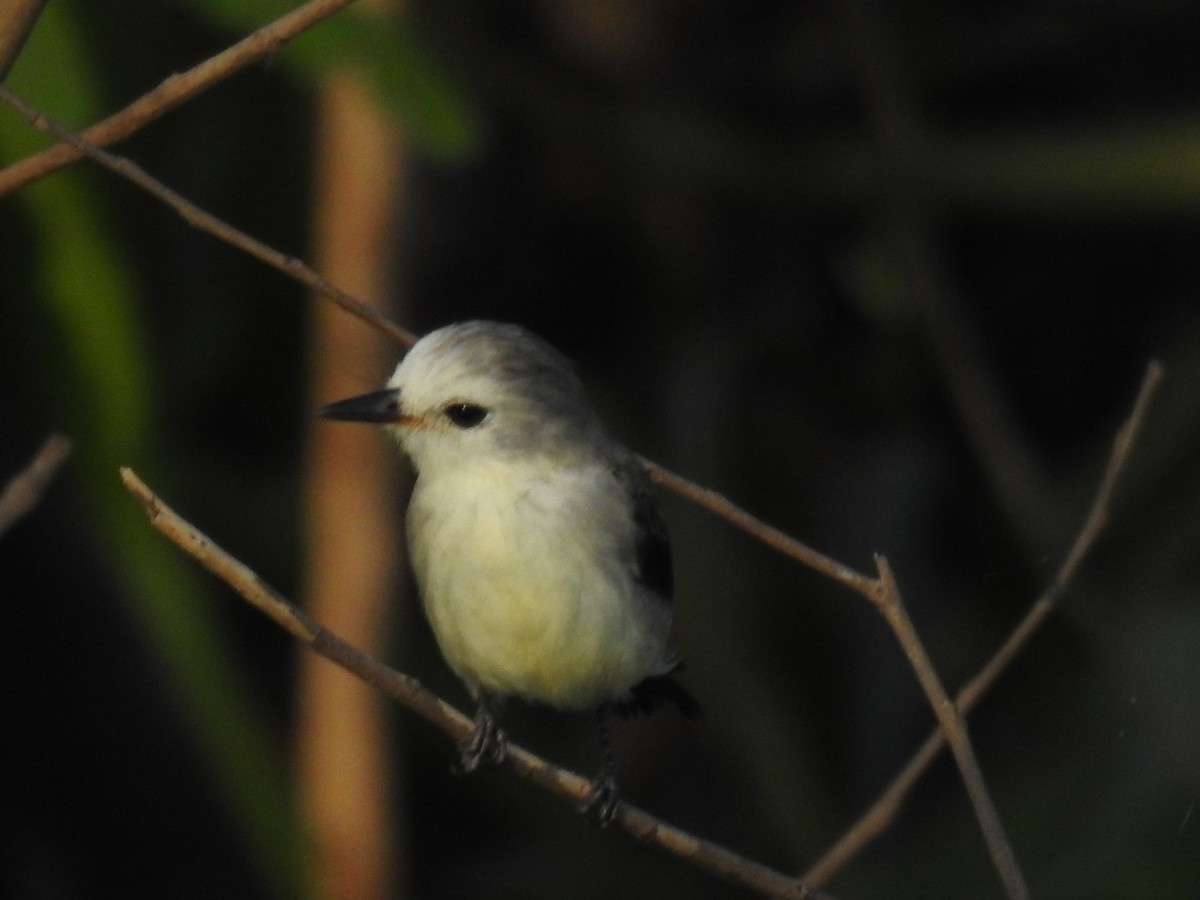 White-headed Marsh Tyrant - ML638967857