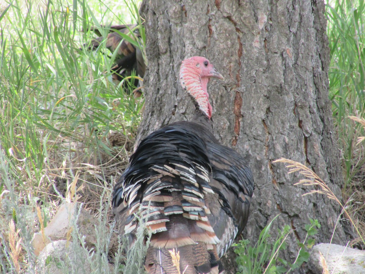 Wild Turkey - ML638967858