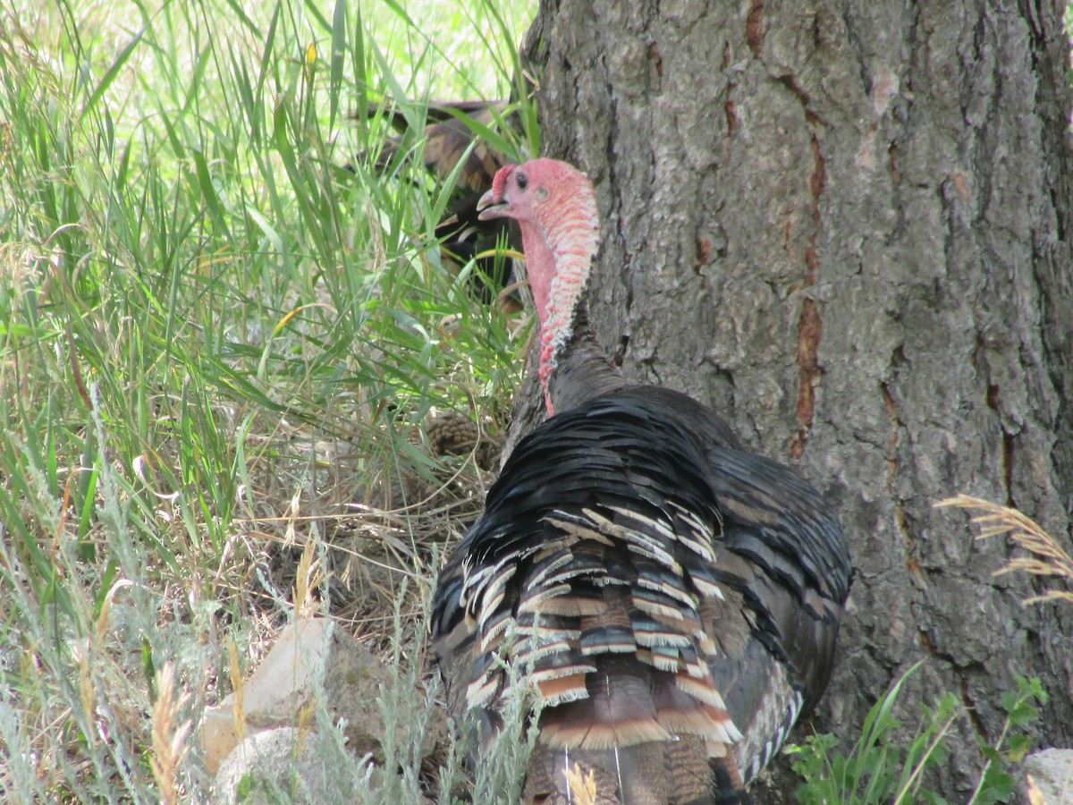 Wild Turkey - ML638967859