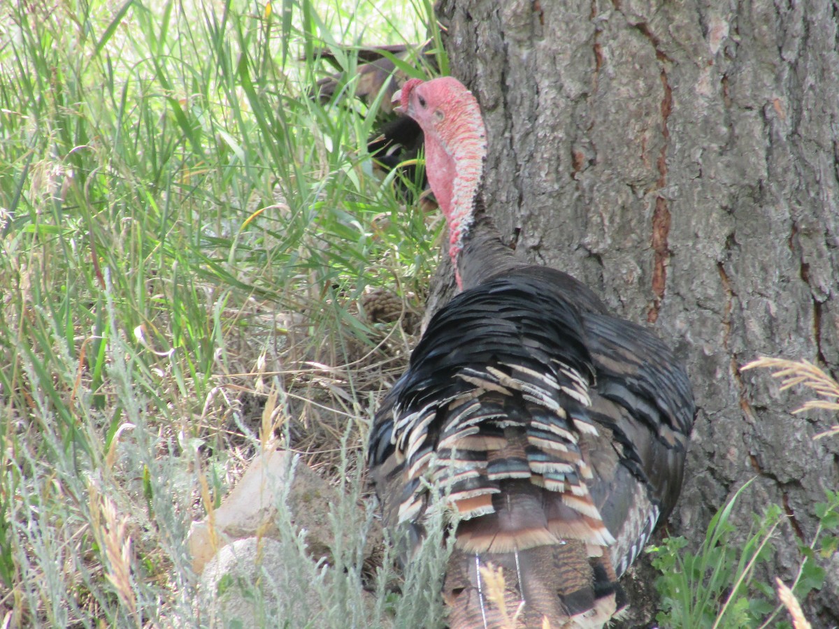 Wild Turkey - ML638967860