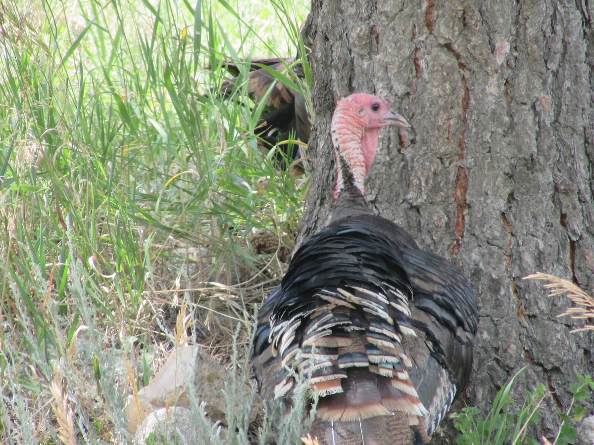 Wild Turkey - ML638967861