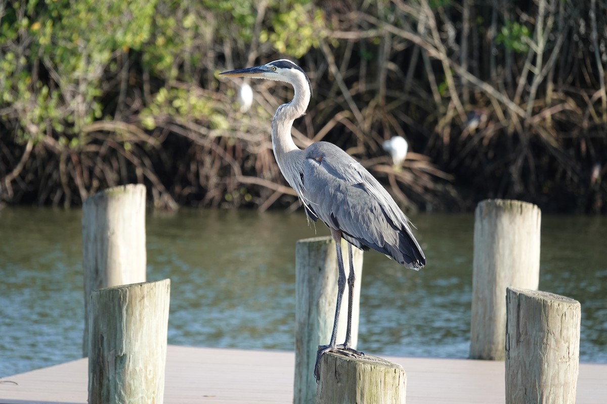 Great Blue Heron - ML638967863