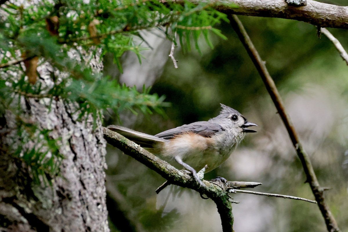 Tufted Titmouse - ML638967864