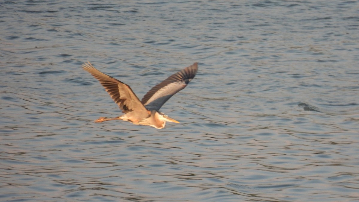 Great Blue Heron - ML638967867