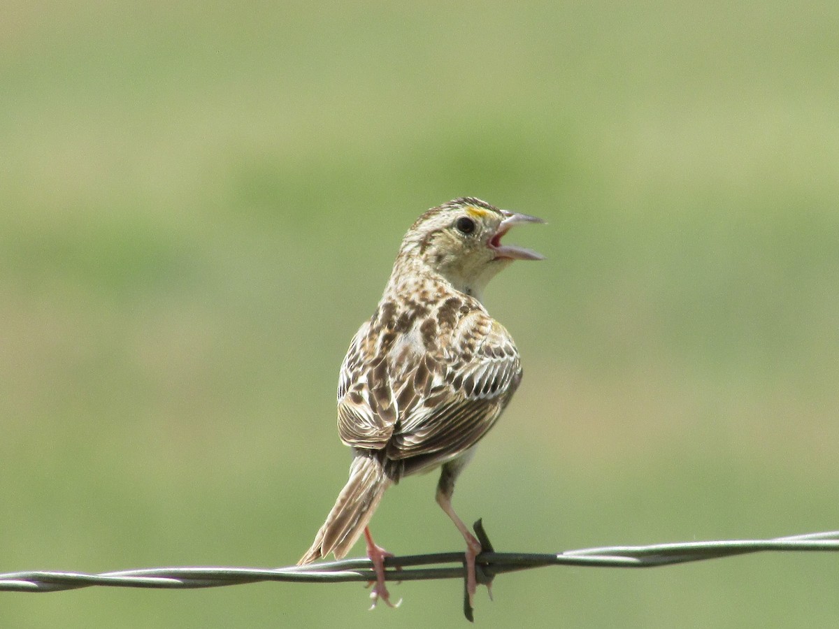 Grasshopper Sparrow - ML638967871