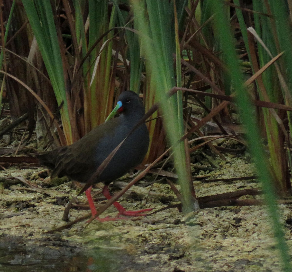 Plumbeous Rail - ML638967876
